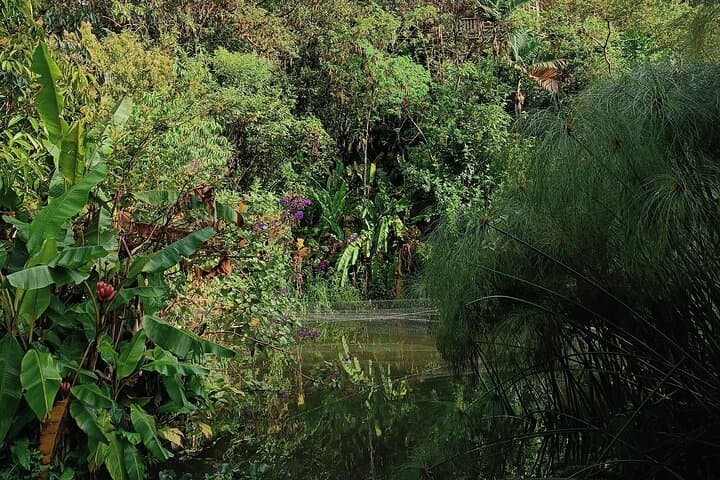 Mindo Cloud-Forest Birding and Naturalist Tour — Private Day Trip photo 5