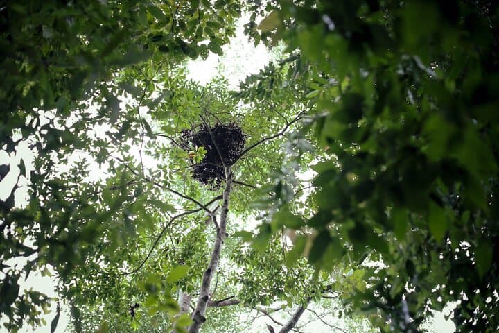 3-Day Survival Trek in the Leuser Ecosystem: Rainforest Camping & River Canoe photo 4