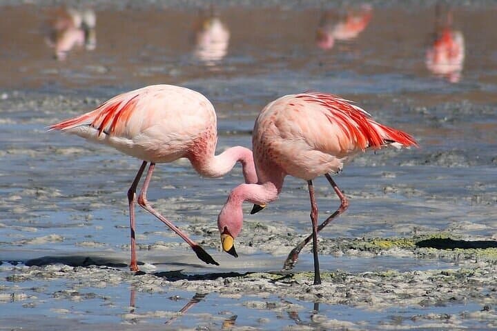 Celestún Biosphere Boat Tour from Mérida: Flamingos, Mangroves & Clay Baths photo 3