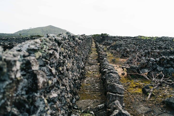 Private Pico Wine Tour (Half Day) — Explore UNESCO Vineyards & Volcanic Terroir photo 5