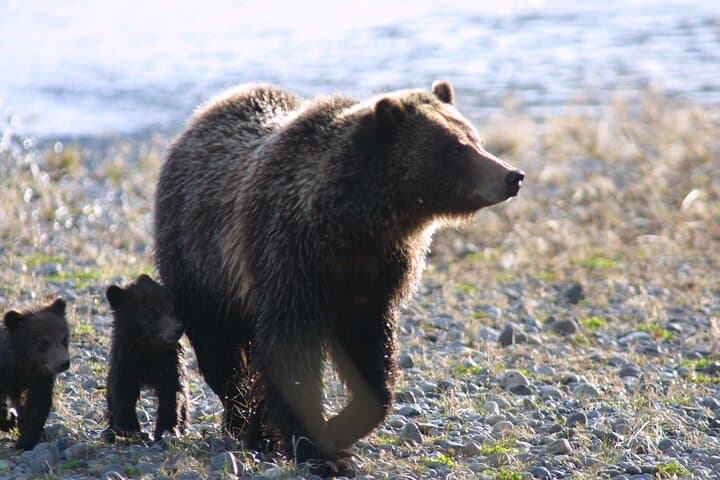 Sunrise Wildlife Adventure in Yellowstone's Lamar Valley: Private Guided Tour