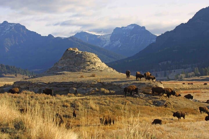 Sunrise Wildlife Adventure in Yellowstone's Lamar Valley: Private Guided Tour photo 3