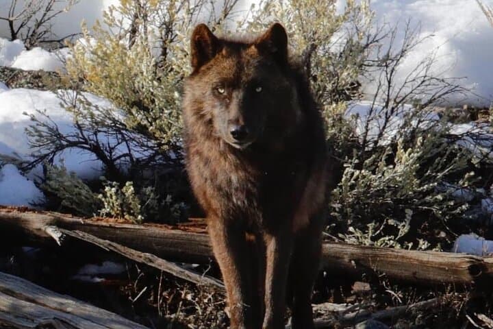 Sunrise Wildlife Adventure in Yellowstone's Lamar Valley: Private Guided Tour photo 6