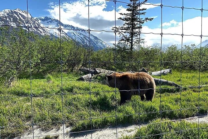 Turnagain Arm & Portage Valley: Full-Day Wildlife and Glacier Tour from Anchorage photo 2