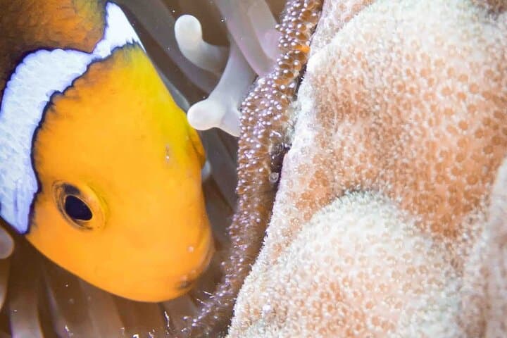 Tahiti Level 1 Scuba Course — 0–20m Intro Certification in the Lagoon photo 3