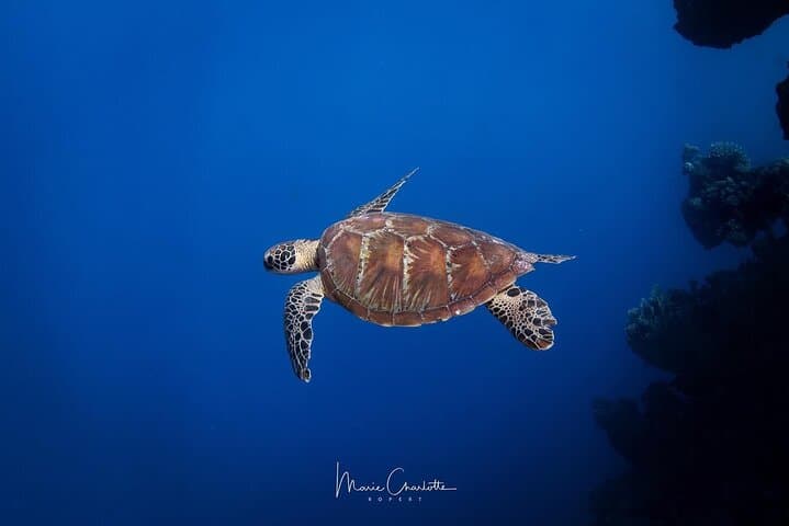 Tahiti Level 1 Scuba Course — 0–20m Intro Certification in the Lagoon photo 4