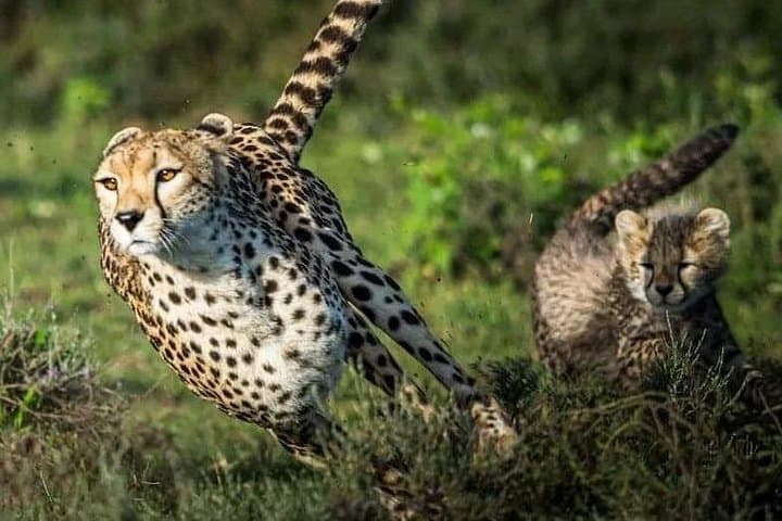 Four-Day Majestic Safari: Tarangire, Ngorongoro & Lake Manyara photo 2