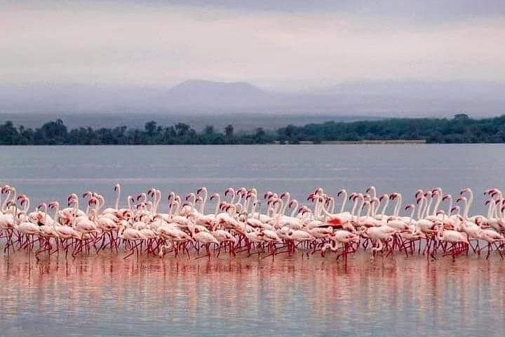 Four-Day Majestic Safari: Tarangire, Ngorongoro & Lake Manyara photo 4