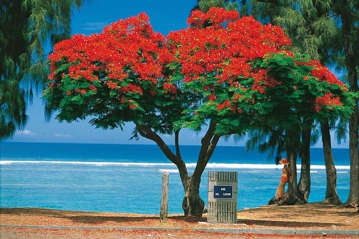 Reunion Island 8-Hour Private Tour: Top Natural & Cultural Sites by Private Guide photo 4