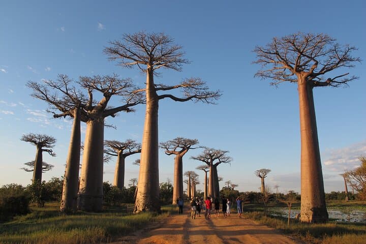 11-Day Madagascar Adventure: Lemurs, Baobabs & Tsingy de Bemaraha photo 2