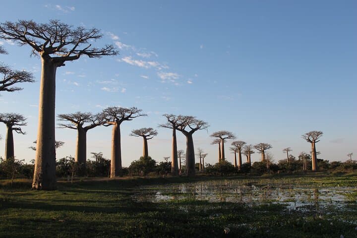 11-Day Madagascar Adventure: Lemurs, Baobabs & Tsingy de Bemaraha photo 6