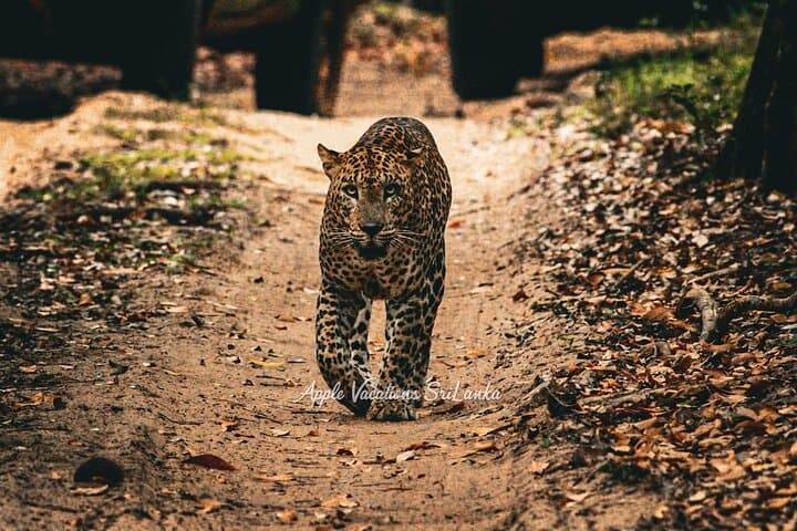 2-Day Minneriya & Wilpattu Safari from Colombo — Elephant Herds and Leopards photo 2