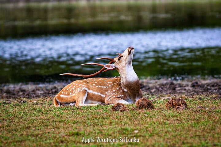 2-Day Minneriya & Wilpattu Safari from Colombo — Elephant Herds and Leopards