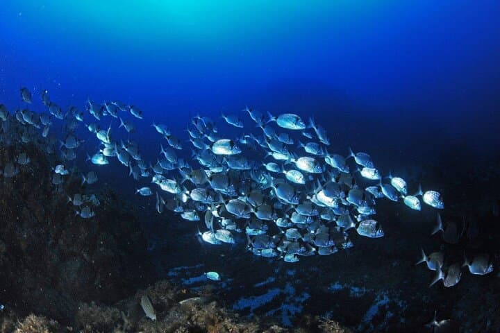 Boat Trip and Snorkeling in the Gulf of Calvi: Revellata Snorkel Excursion photo 4