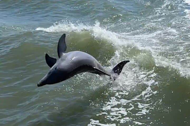 Fort Myers Beach Dolphin & Eco Tour — Estero Bay Wildlife Cruise photo 3