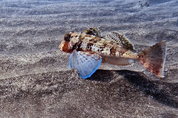 Introductory Scuba Try Dive in Fuerteventura — Shore Dives Over Lava Reefs photo 4