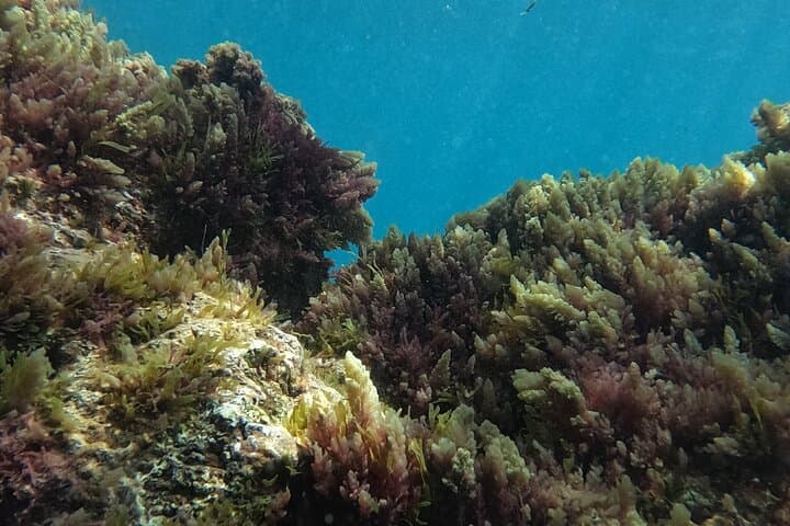 Introductory Scuba Try Dive in Fuerteventura — Shore Dives Over Lava Reefs photo 5