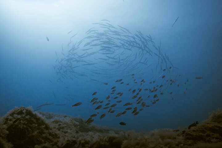 Introductory Scuba Try Dive in Fuerteventura — Shore Dives Over Lava Reefs photo 6