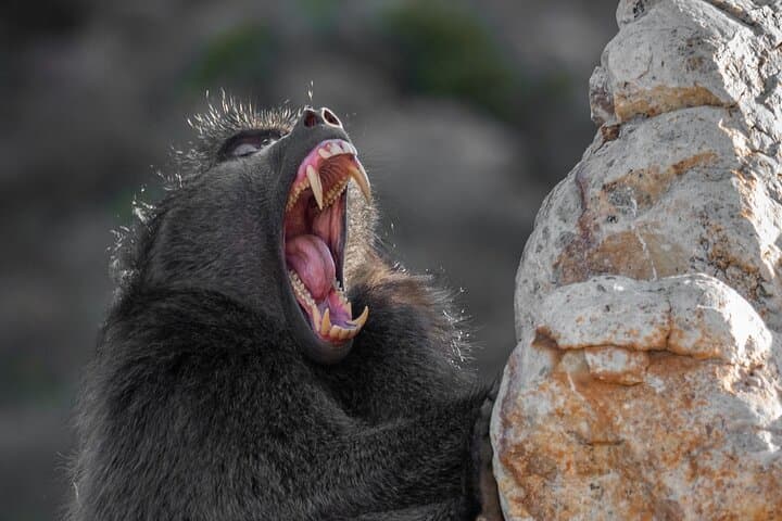 Cape Peninsula & Penguins Private Day Tour — Cape Point, Boulders Beach & Chapman’s Peak photo 4