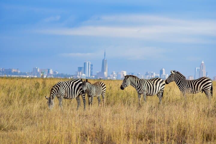 Half Day Safari at Nairobi National Park: Wildlife, History, and Conservation Close to Nairobi photo 1