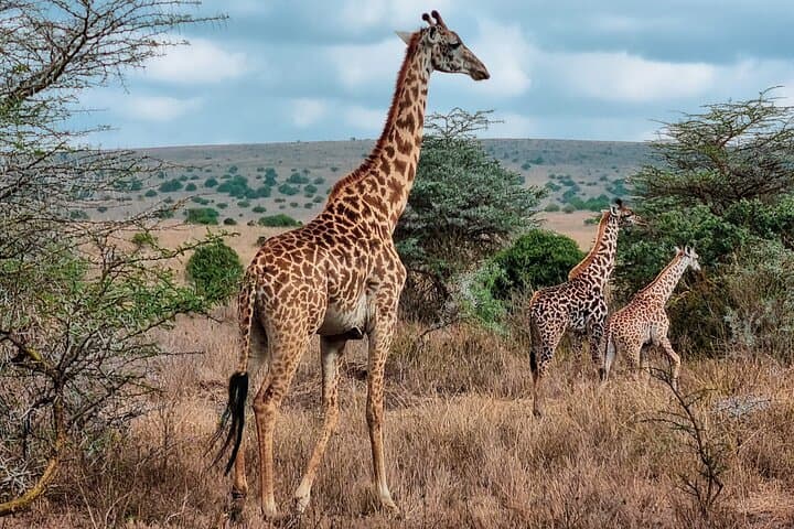 Half Day Safari at Nairobi National Park: Wildlife, History, and Conservation Close to Nairobi photo 3