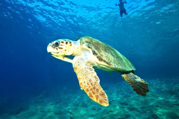 Full-Day Dalyan & Iztuzu (Turtle Beach) Day Trip from Bodrum photo 6
