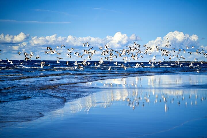 Explore Jurmala and the Great Kemeri Bog Boardwalk: Private Full-Day Escape from Riga photo 6