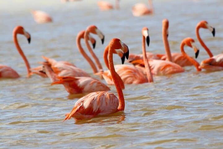 Celestún Biosphere Boat Tour from Mérida: Flamingos, Mangroves & Clay Baths photo 2