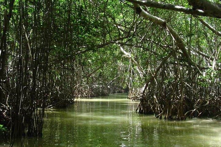 Celestún Biosphere Boat Tour from Mérida: Flamingos, Mangroves & Clay Baths photo 4