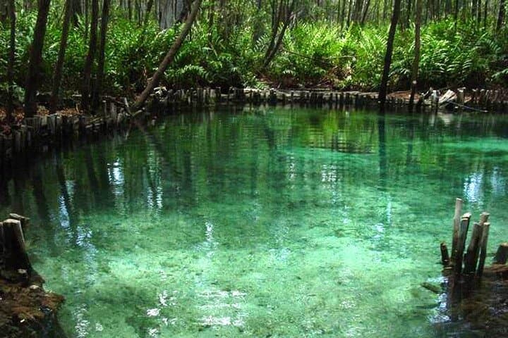 Celestún Biosphere Boat Tour from Mérida: Flamingos, Mangroves & Clay Baths photo 5