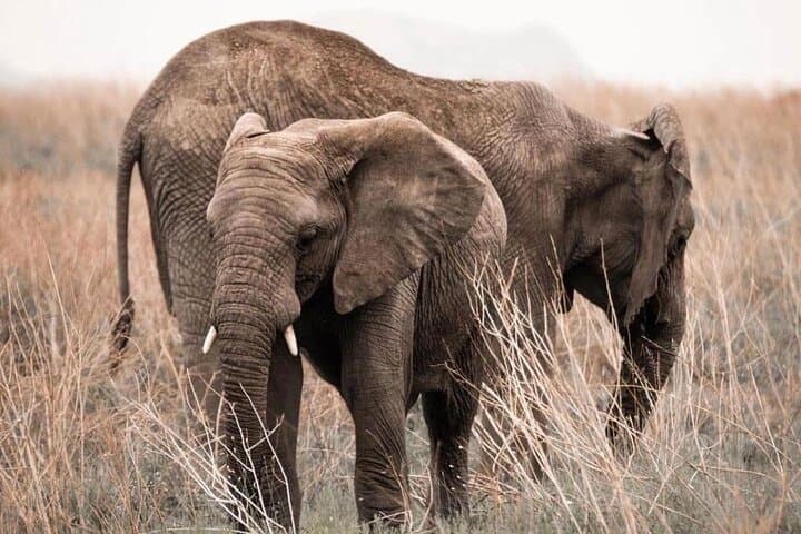 2-Day Mikumi Private Safari from Dar es Salaam — Overnight Game Drives & Masai Village Visit