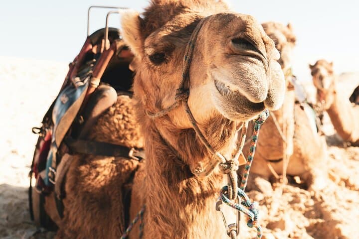 6-Hour Dubai Desert Safari: Dune Bashing, Sandboarding & Bedouin Camp photo 6
