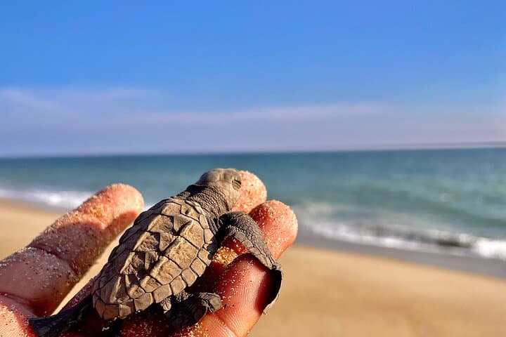 Full-Day Turtle Release and Manialtepec Bioluminescence from Huatulco photo 2