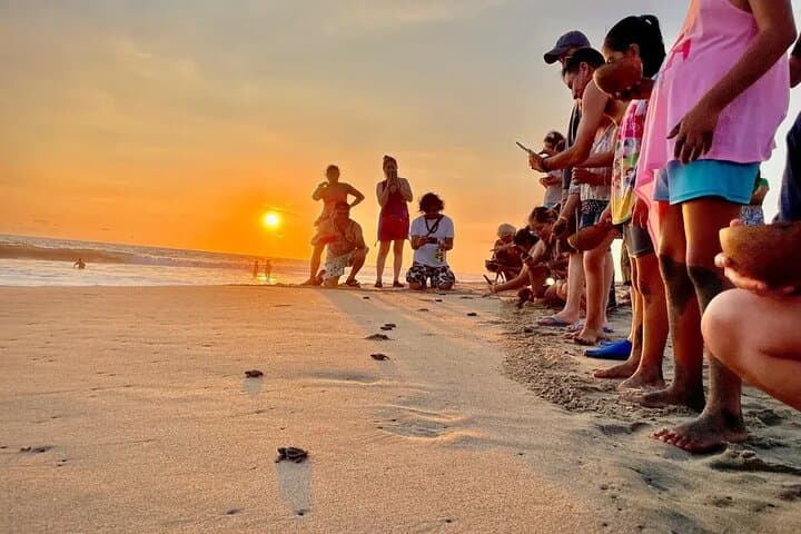 Full-Day Turtle Release and Manialtepec Bioluminescence from Huatulco photo 6