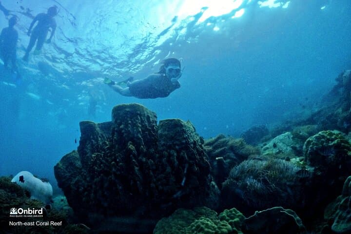 Phu Quoc Scientific Snorkeling: Small-Group Trips to Hidden Coral Reefs photo 6
