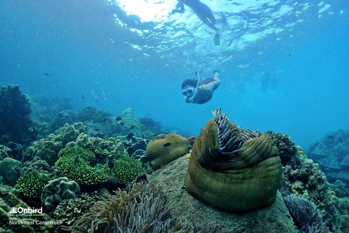 Phu Quoc Scientific Snorkeling: Small-Group Trips to Hidden Coral Reefs photo 4