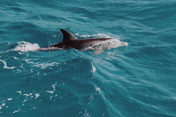 Private 3-Hour Snorkeling & Dolphin-Watching Tour from Muscat: Coral Reefs and Wild Dolphins photo 2