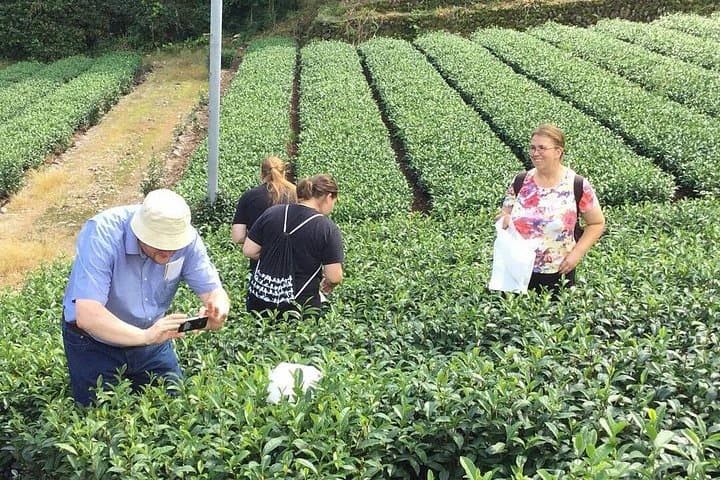 Hands-On Tea Picking in Shizuoka: Private Farm & Factory Tour photo 1