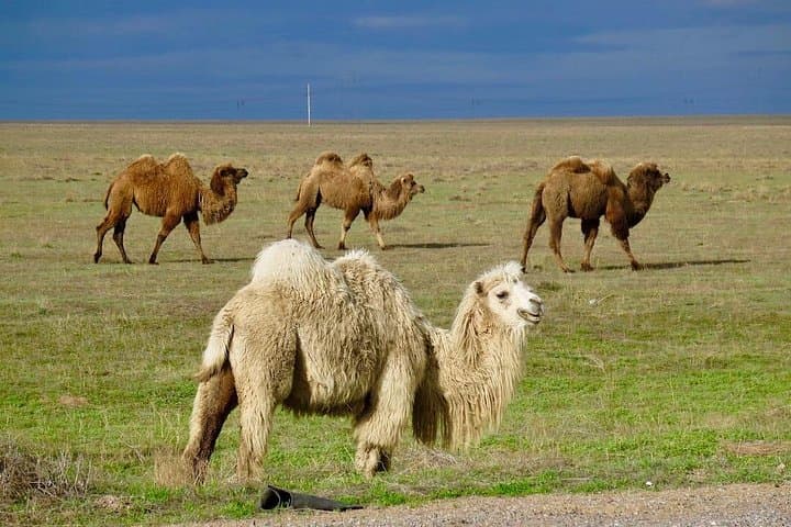 Altyn Emel Desert Escape: 2-Day SUV Tour to Singing Dune and Aktau photo 3