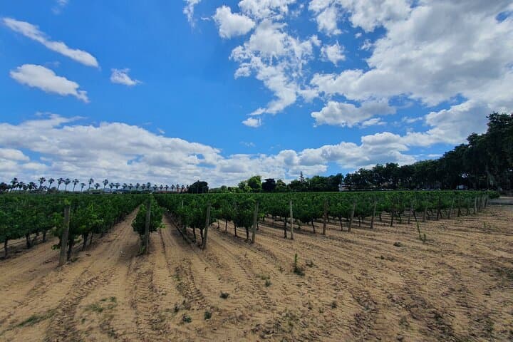 Arrábida Day Tour from Lisbon: Wine, Coastal Views & Setúbal Seafood photo 2