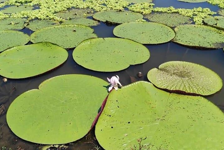 Amazon Wildlife Explorations: 3-Day Private Jungle Lodge Adventure from Iquitos photo 5