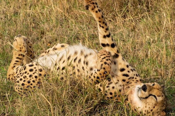 Half Day Safari at Nairobi National Park: Wildlife, History, and Conservation Close to Nairobi photo 4