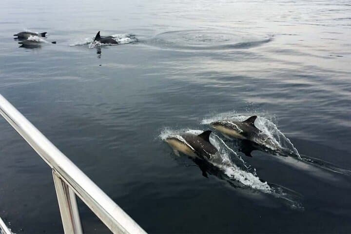 Jacobite Train & Private Knoydart Cruise with Seafood Lunch photo 5