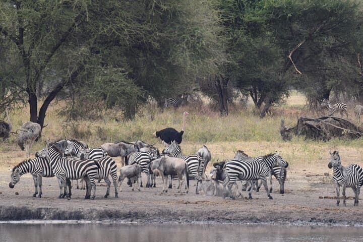 9-Day Serengeti Great Migration & Lake Natron Safari