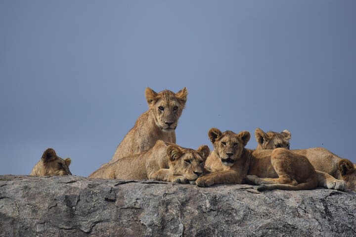 9-Day Serengeti Great Migration & Lake Natron Safari photo 3
