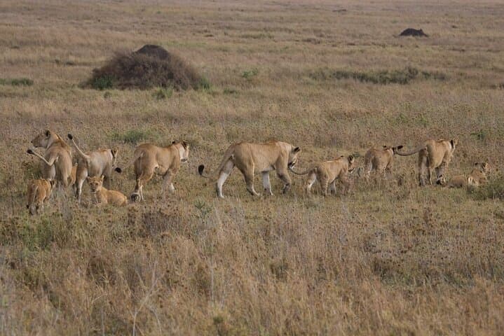 4-Day Serengeti and Ngorongoro Crater Small-Group Safari photo 5