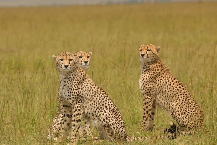 4-Day Serengeti and Ngorongoro Crater Small-Group Safari photo 6