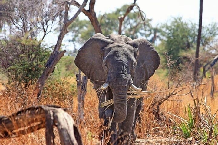 4-Day Serengeti and Ngorongoro Crater Small-Group Safari photo 2