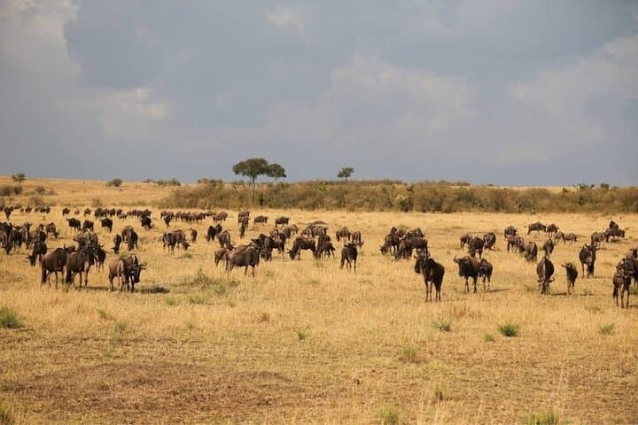 4-Day Serengeti and Ngorongoro Crater Small-Group Safari photo 3