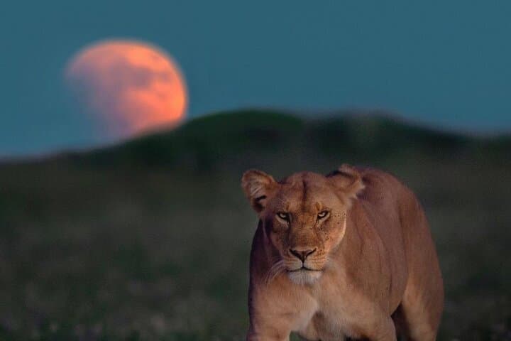 4-Day Serengeti and Ngorongoro Crater Small-Group Safari photo 4